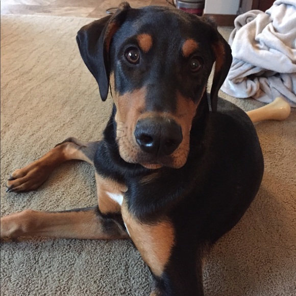 Meet your Posher, Tanya - Picture 1 of 1